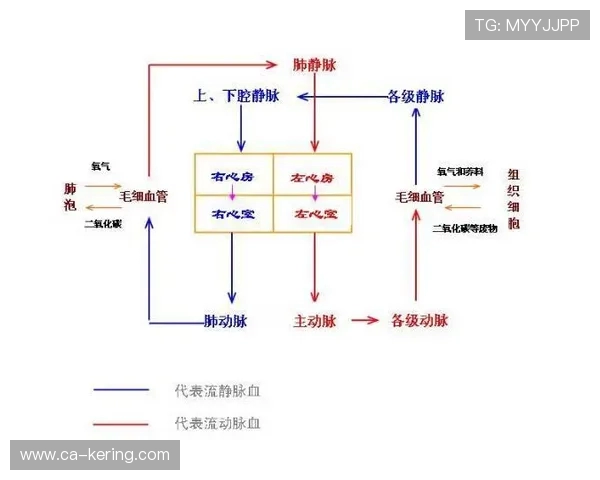 探索全方位运动发展趋势提升健康生活质量的创新路径与实践模式